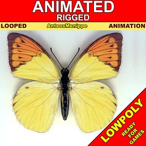 Butterfly - Anteos Menippe