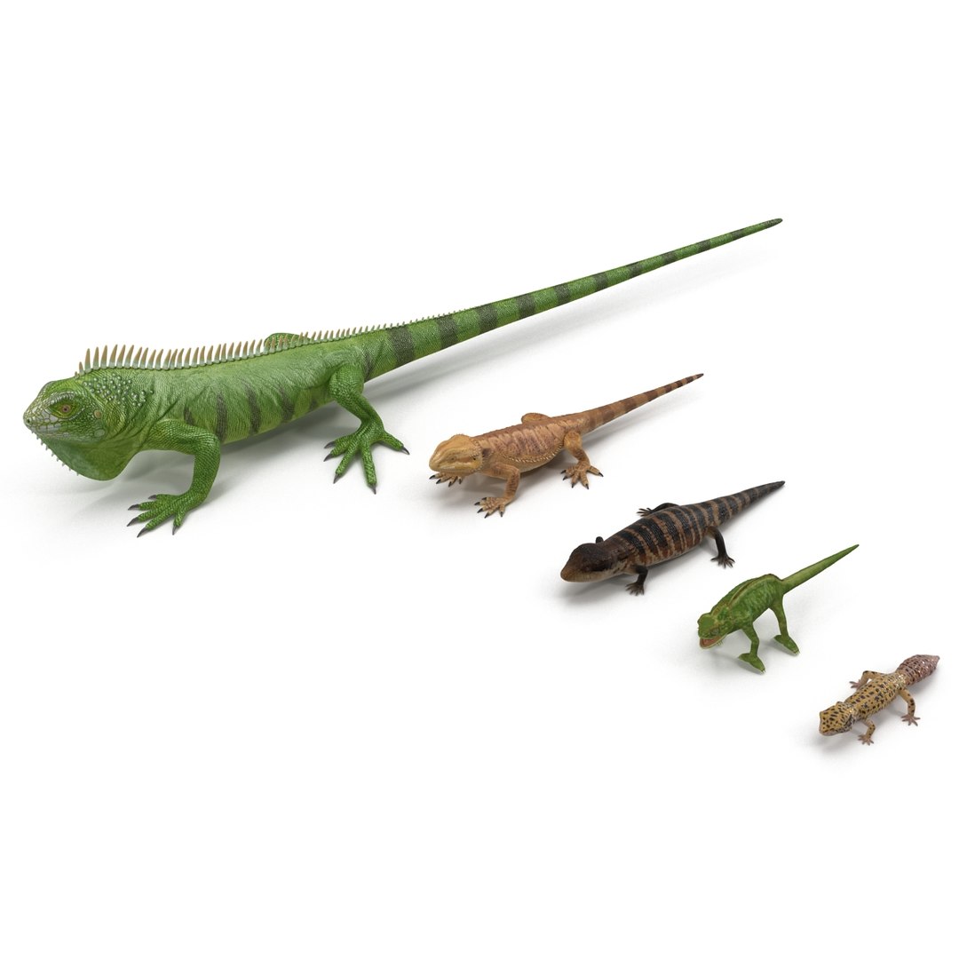 3D model lizards rigged TurboSquid 1514812