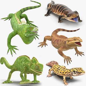 3D model lizards rigged