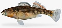 Etheostoma spectabile Orangethroat Darter female