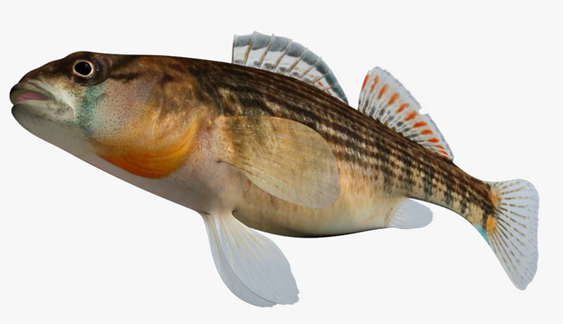 etheostoma spectabile orangethroat darter 3d fbx