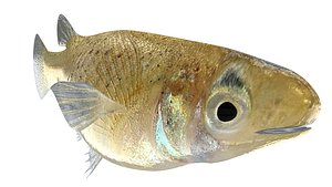 gambusia fish species 3d model