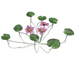 Lotus Flower - 03 - 3D model