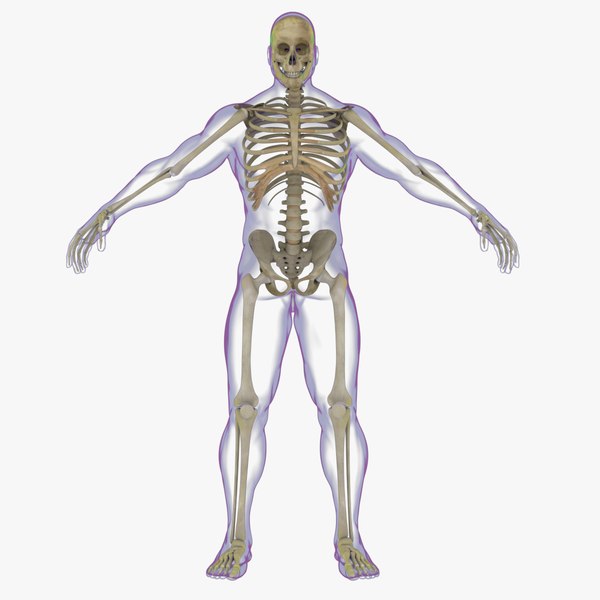 3d x-ray skeleton rigged realistic male model