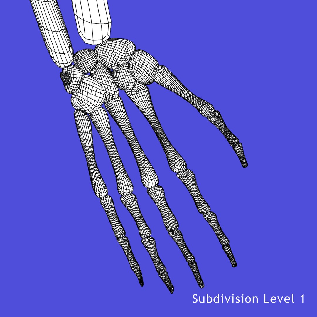 3d x-ray skeleton rigged realistic male model