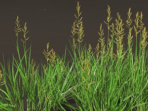 Echinochloa crusgalli - cockspur grass 3D