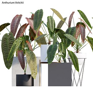 3D model Anthurium Veitchii