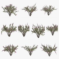 Crape Myrtle Tree Collection