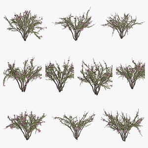 Crape Myrtle Tree Collection