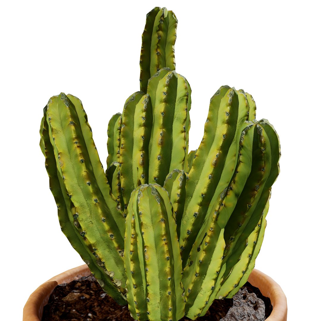 Cactus Trio 3d model 3D model https://p.turbosquid.com/ts-thumb/mB/Whd4XY/4L/405/jpg/1724943331/1920x1080/fit_q87/724ae7e55ff0a0d113d604563b7bc4419d52338a/405.jpg