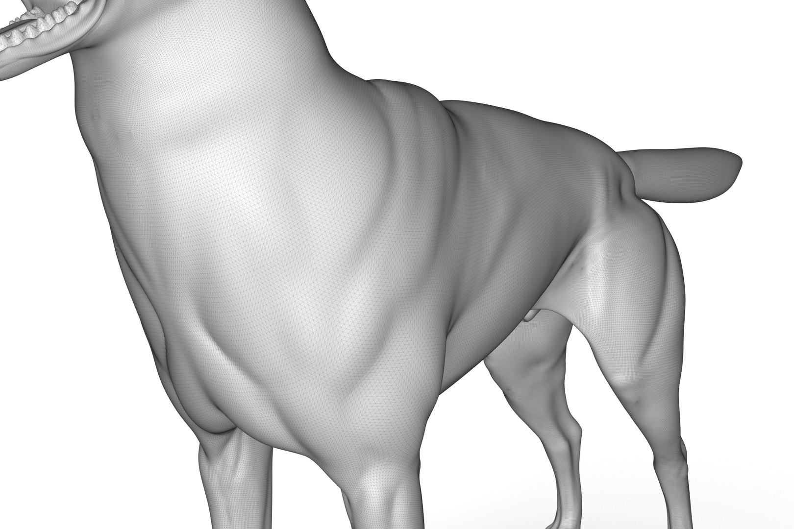 Siberean Husky 3D Model - TurboSquid 2217297