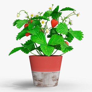Strawberry Plant with Fruit in Pot 3D