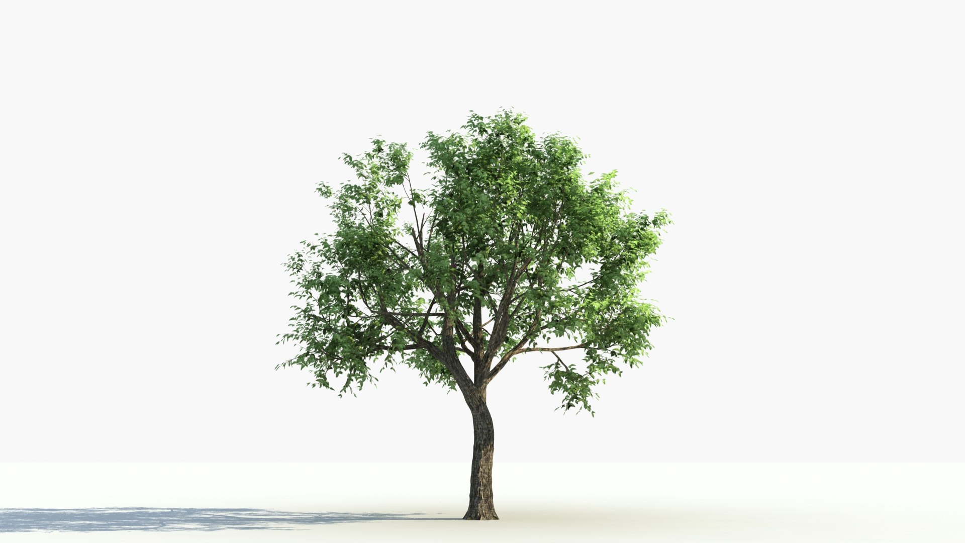 3D Model Big Tree Grow - TurboSquid 1636622