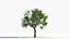 big tree grow Animation