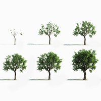 big tree grow Animation