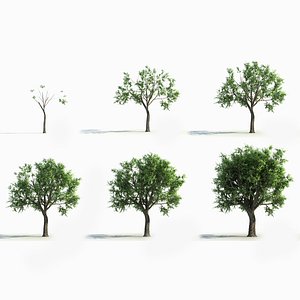 3D model big tree grow