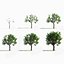 big tree grow Animation