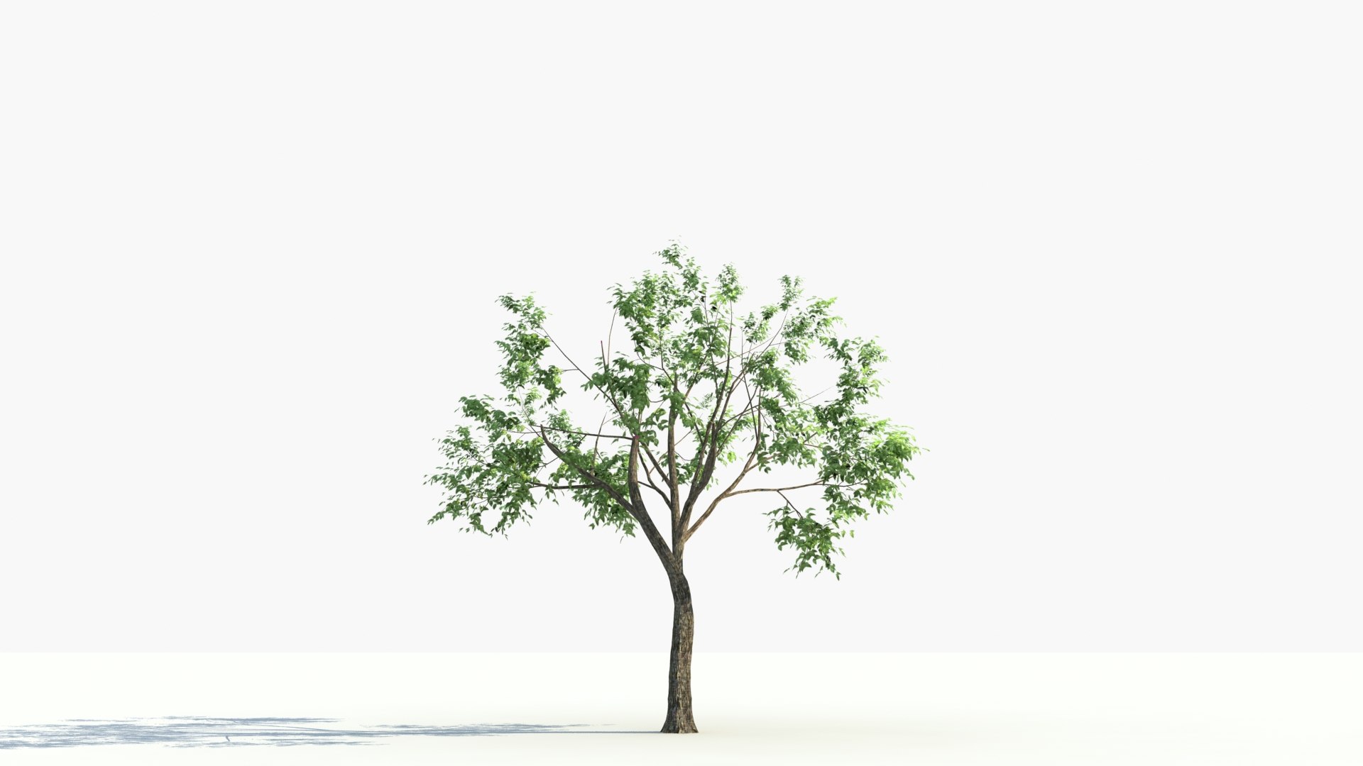 3D model big tree grow https://p.turbosquid.com/ts-thumb/mB/yYYGci/NatsUP7h/grow_0060/jpg/1603076091/1920x1080/fit_q87/8254f0d68a27372c3b4be9aee5ce72983d49c583/grow_0060.jpg