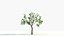 big tree grow Animation
