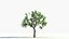 big tree grow Animation