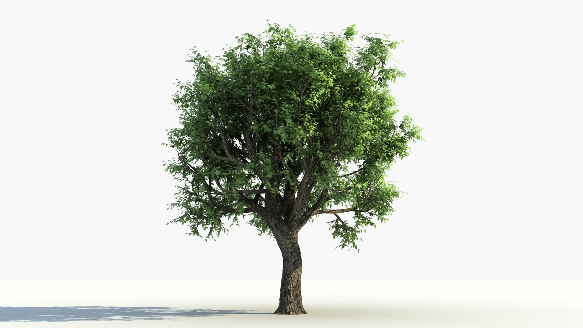 3D model big tree grow https://p.turbosquid.com/ts-thumb/mB/yYYGci/amySqAXA/grow_0150/jpg/1603076091/1920x1080/fit_q87/5f518551a1700de7e69fc9da2f30a1627becce56/grow_0150.jpg