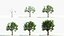 big tree grow Animation
