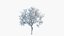big tree grow Animation