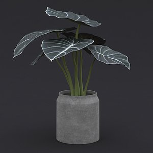 Alocasia Black Velvet II 3D model