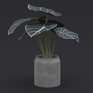 Alocasia Black Velvet II