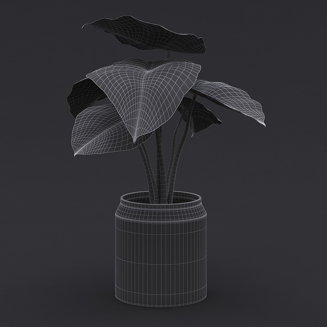 Alocasia Black Velvet II 3D model https://p.turbosquid.com/ts-thumb/mB/zu1PZq/YE/alocasia_black_velvet_2_01_mesh/jpg/1692030669/1920x1080/fit_q87/2172ff1be3a3c717e0ab63c1e483848451a60455/alocasia_black_velvet_2_01_mesh.jpg