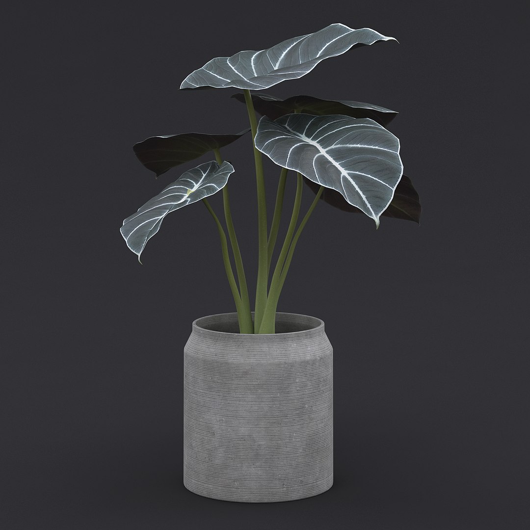 Alocasia Black Velvet II 3D model https://p.turbosquid.com/ts-thumb/mB/zu1PZq/h6/alocasia_black_velvet_2_03/jpg/1692030685/1920x1080/fit_q87/4ac5e0e446e461377ce921b3150859508f97ce7e/alocasia_black_velvet_2_03.jpg