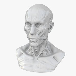 Human Head Anatomy 3D model