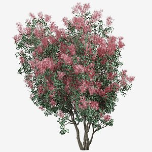 Set of American Smoketree or Cotinus obovatus Tree - 2 Trees