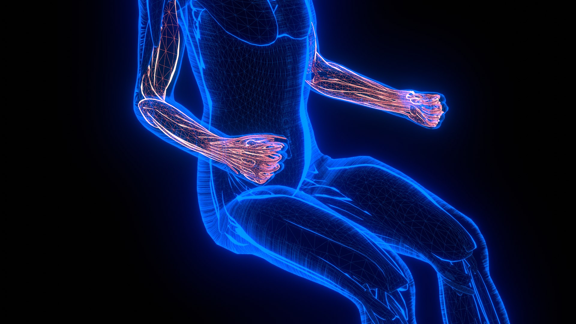 Holographic Human Muscular System - Rigged Anatomy with Animations 3D https://p.turbosquid.com/ts-thumb/mC/BA8q9b/CH/untitled_2_2/png/1722706443/1920x1080/fit_q87/8c15453e7212c3aa473f33f32ac3b1c523917c6a/untitled_2_2.jpg
