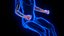 Holographic Human Muscular System - Rigged Anatomy with Animations