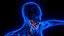 Holographic Human Muscular System - Rigged Anatomy with Animations