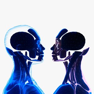 Holographic Human Muscular System - Rigged Anatomy with Animations 3D