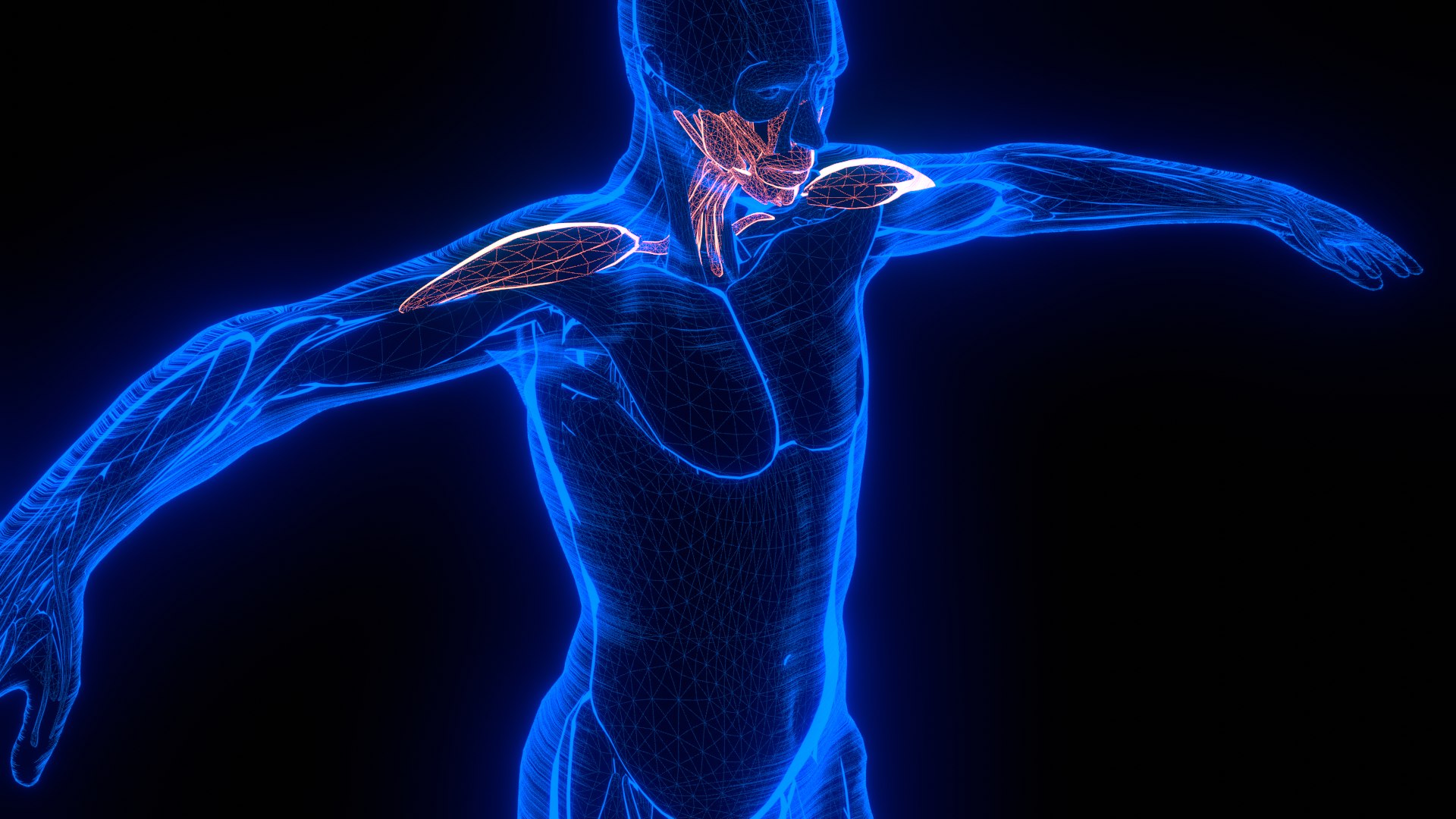 Holographic Human Muscular System - Rigged Anatomy with Animations 3D https://p.turbosquid.com/ts-thumb/mC/BA8q9b/Op/untitled_1_2/png/1722706439/1920x1080/fit_q87/0ddf7a61a2dcd73192e25191f1636cfdf4a0ffbd/untitled_1_2.jpg