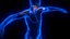 Holographic Human Muscular System - Rigged Anatomy with Animations