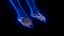 Holographic Human Muscular System - Rigged Anatomy with Animations