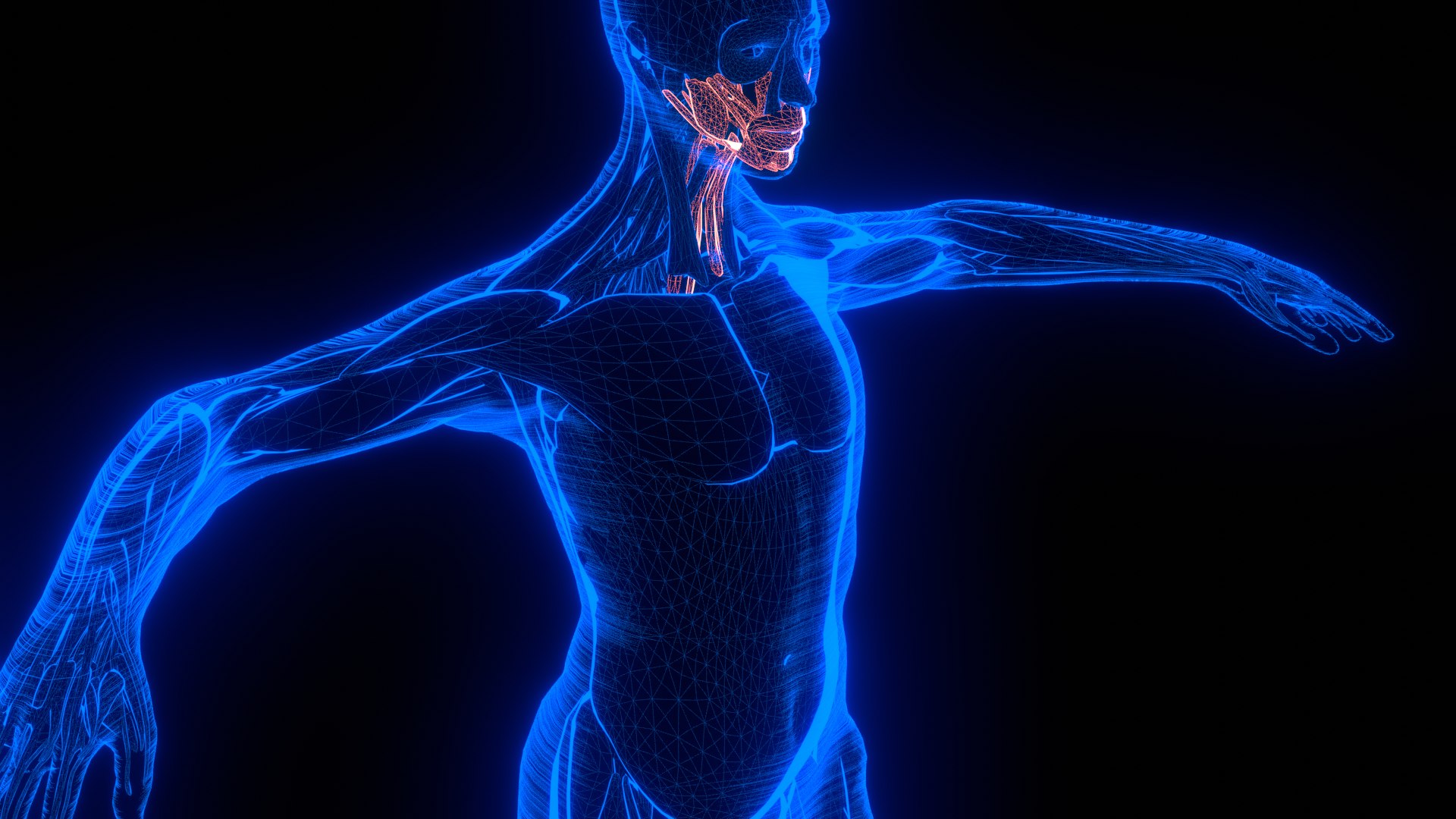 Holographic Human Muscular System - Rigged Anatomy with Animations 3D https://p.turbosquid.com/ts-thumb/mC/BA8q9b/W8/untitled_1/png/1722706433/1920x1080/fit_q87/f3651773e12a243f5a6e2af6a758c25669771e18/untitled_1.jpg