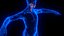 Holographic Human Muscular System - Rigged Anatomy with Animations