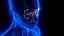 Holographic Human Muscular System - Rigged Anatomy with Animations