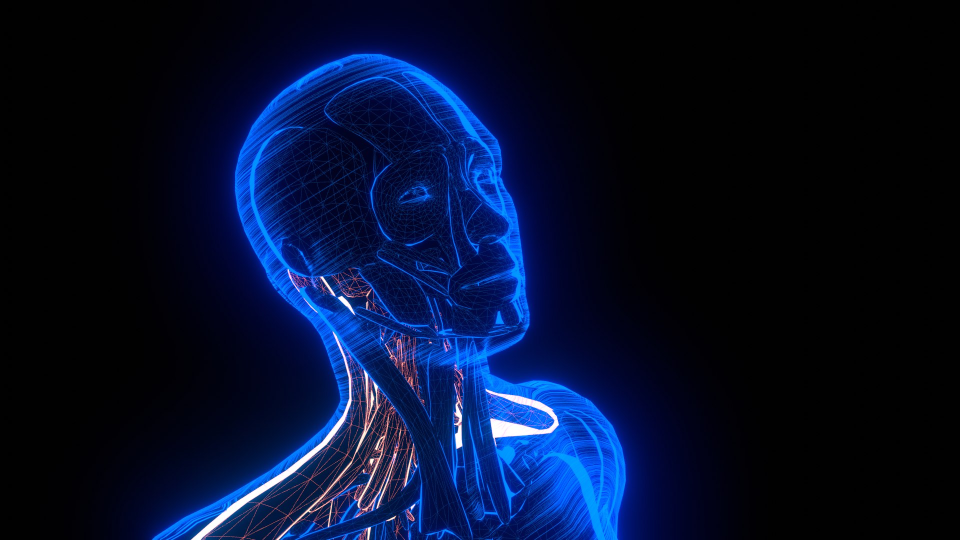 Holographic Human Muscular System - Rigged Anatomy with Animations 3D https://p.turbosquid.com/ts-thumb/mC/BA8q9b/kp/untitled_10_2/png/1722706479/1920x1080/fit_q87/84386b8e23fb7cd71531ce9b37d68219df118d55/untitled_10_2.jpg