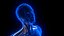 Holographic Human Muscular System - Rigged Anatomy with Animations