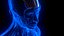 Holographic Human Muscular System - Rigged Anatomy with Animations
