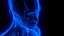 Holographic Human Muscular System - Rigged Anatomy with Animations
