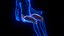 Holographic Human Muscular System - Rigged Anatomy with Animations