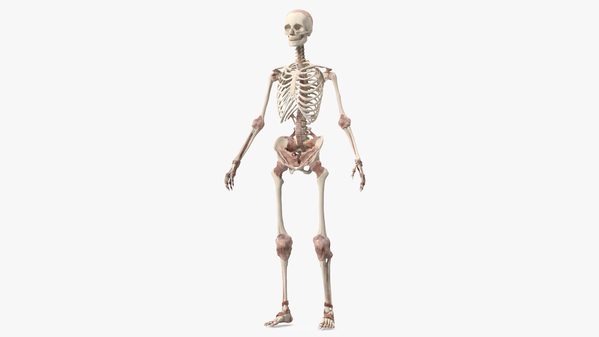 Skeleton with Tissue 3D model preview