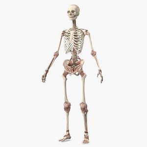 3D Skeleton with Tissue model